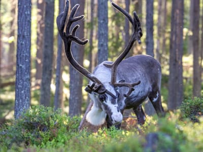 Guided Tour of Ranua Wildlife Park and Sauna Experience from Rovaniemi
