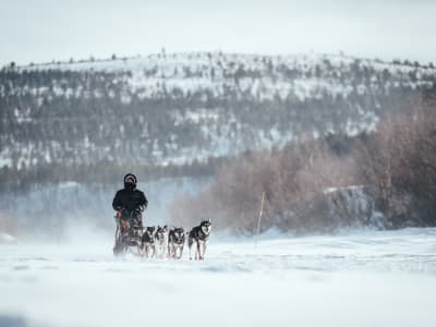 Self-drive Dog Sledding Excursion in Malangen near Tromsø