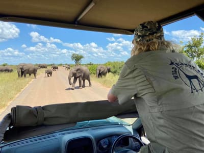 Safari im Krüger-Nationalpark von Hoedspruit, Limpopo