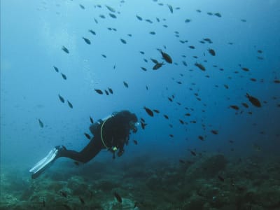 Entdecken Sie das Tauchen in L'Escala, Costa Brava