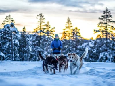 Self-Drive Dog Sledding Excursion with Outdoor Lunch in Kopperå near Trondheim