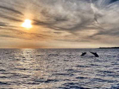 Excursión privada con delfines al atardecer desde Fažana, cerca de Pula