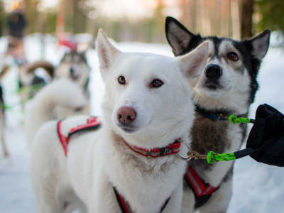 Visita vespertina a una perrera de huskys con café en Luleå