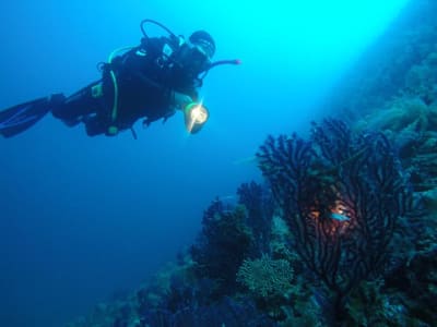 Abenteuer-Tauchgänge in Alonissos