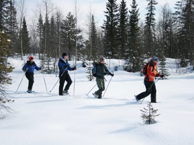Excursión con raquetas de nieve en Kiruna