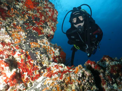 Découvrez la plongée sous-marine à partir de Playa de las Americas, Tenerife