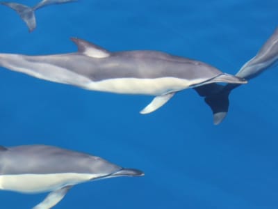 Swimming with dolphins near Angra do Heroísmo in Terceira Island