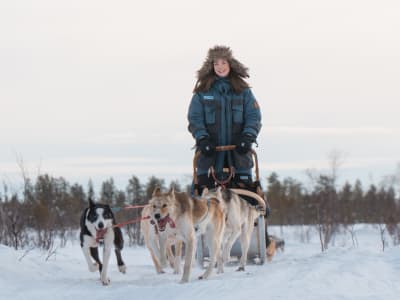 Self-drive Dog Sledding Safari from Kiruna