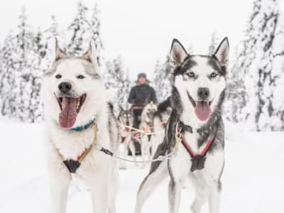 Safari en Trineo de perros en coche y visita a una granja cerca de Rovaniemi