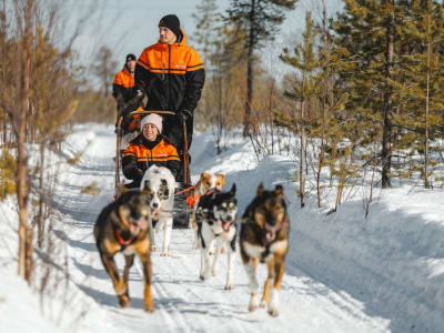 Excursión Autoguiada en Trineo de Perros de 10 km desde Rovaniemi
