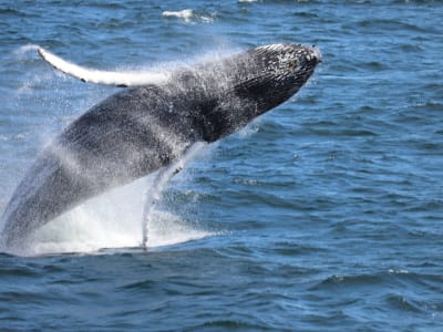 Avistamiento de ballenas en Reikiavik