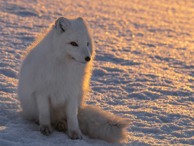 Safari photo de la faune et de la flore à partir de Longyearbyen au Svalbard