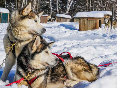 Visite d'un chenil à chiens de traîneau au fjord du Saguenay, près de Tadoussac