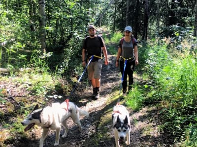 Randonnée avec des huskies sibériens près de Fairbanks, Alaska