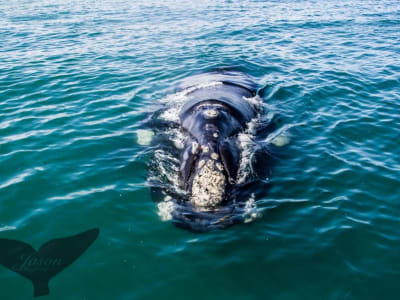 Whale watching boat tour of Walker Bay, from Cape Town