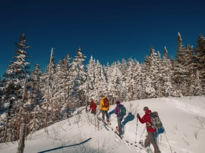 Randonnée en raquettes au Parc national du Mont-Tremblant depuis Montréal