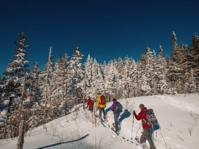 Senderismo invernal en el Parque Nacional de Mont-Tremblant con salida de Montreal