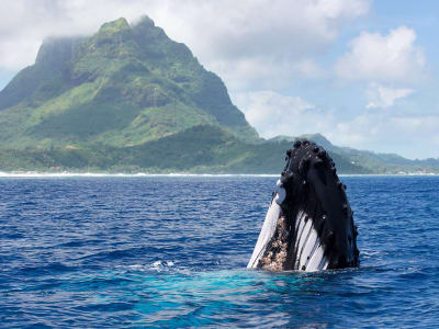 Private whale watching in Bora Bora