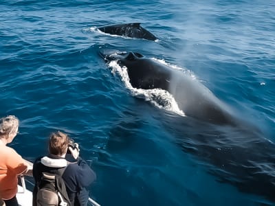 Kona whale watching boat tour, Island of Hawai’i