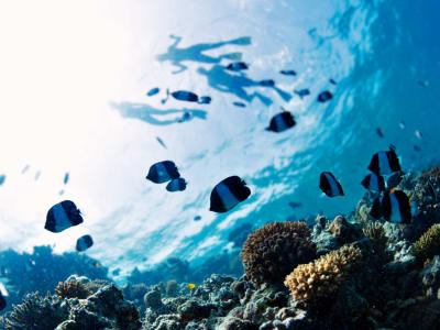 Snorkeling in the Bay of Saint-Leu, Reunion Island