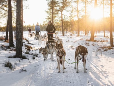 Overnight Dogsledding Expedition in the Wilderness of Dalarna from Enviken