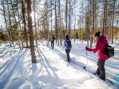 Excursion de ski dans l'arrière-pays de la Laponie au départ de Rovaniemi