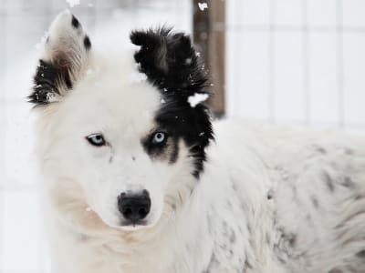 Selbstfahrer-Hundeschlittensafari und Besuch einer Husky-Farm in Pyhä
