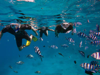 Excursión guiada de snorkel en alta mar en Tahití