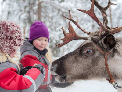 Family-friendly Husky, Reindeer, and Snowmobile Experience in Levi