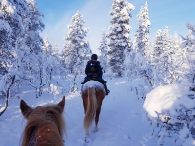 Ruta a caballo intermedia en Saariselkä