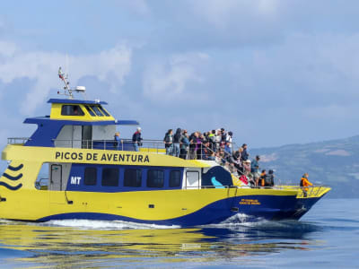 Ausflug zur Wal- und Delfinbeobachtung auf São Miguel, Azoren