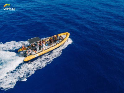 Whale and Dolphin-Watching Tour from Funchal, Madeira