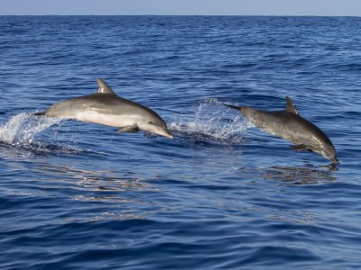 Katamaranfahrt und Delphinbeobachtung in Anses-d'Arlet, Martinique