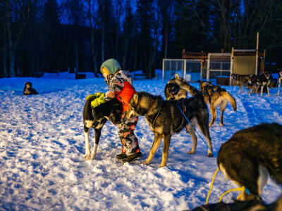 Northern Lights Dog Sledding Excursion from Malangen