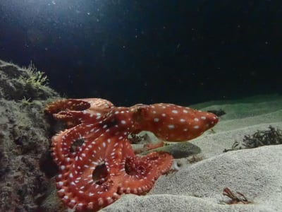Night Snorkelling Excursion in Porto Santo, Madeira