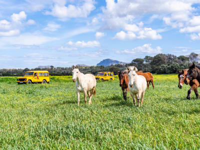 Excursion guidée en jeep à Son Serra de Marina, Majorque