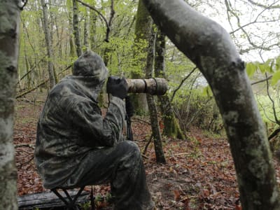 Curso de observación de la fauna salvaje en el Morvan desde Chastellux-sur-Cure