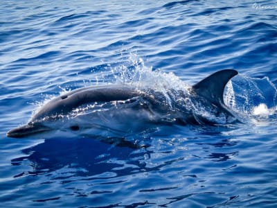Cetacean Watching in the Pelagos Sanctuary from Monaco