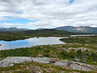Guided Hike to Inkanjaure Lake from Abisko