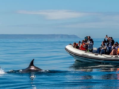 Paseo en barco para avistar delfines en Lisboa