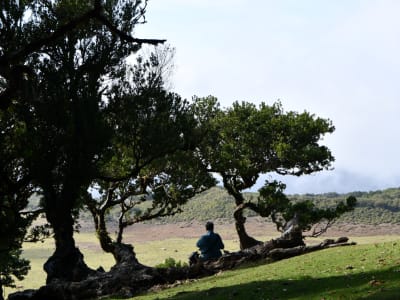 Visite guidée de la forêt de Fanal près de Porto Moniz, Madère