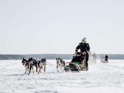 Excursion familiale en traîneau à chiens à Rovaniemi