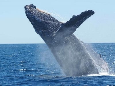 Excursion observation des baleines depuis Rivière Noire, Île Maurice