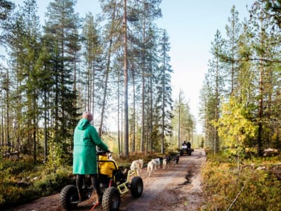 Autumn Husky cart in Rovaniemi