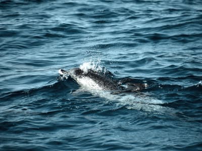 Excursión guiada de avistamiento de ballenas y delfines desde Puerto Calero, Lanzarote (sin emisiones ni ruidos)