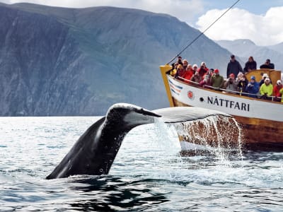 Whale-watching excursion to Húsavík