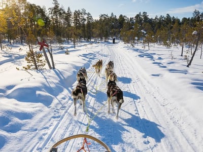 Beginner Self-drive Dog Sledding Safari in Levi