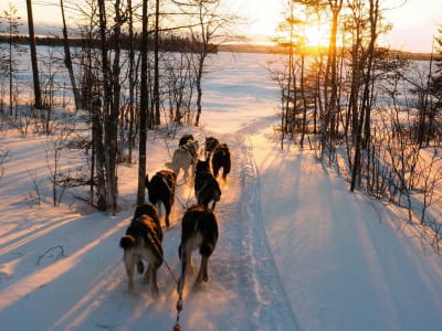 Safari en traîneau à chiens au départ de Rovaniemi pour les adultes