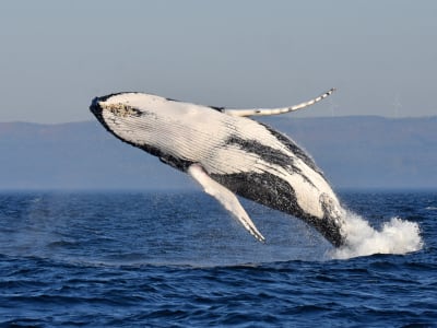 Crucero por el fiordo de Saguenay y avistamiento de ballenas en el río San Lorenzo desde L'Anse-Saint-Jean