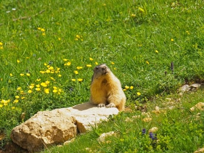 Paseo de la marmota en Courchevel